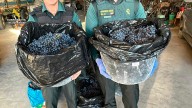 Investigados por robar 500 kilos de uva en Briones