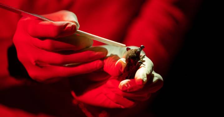 At this Texas pecan orchard, bats handle most of the bug control