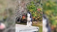 Terrified Husky Found Shaking On Illinois Dock Begins A Remarkable Journey From Fear To Trust