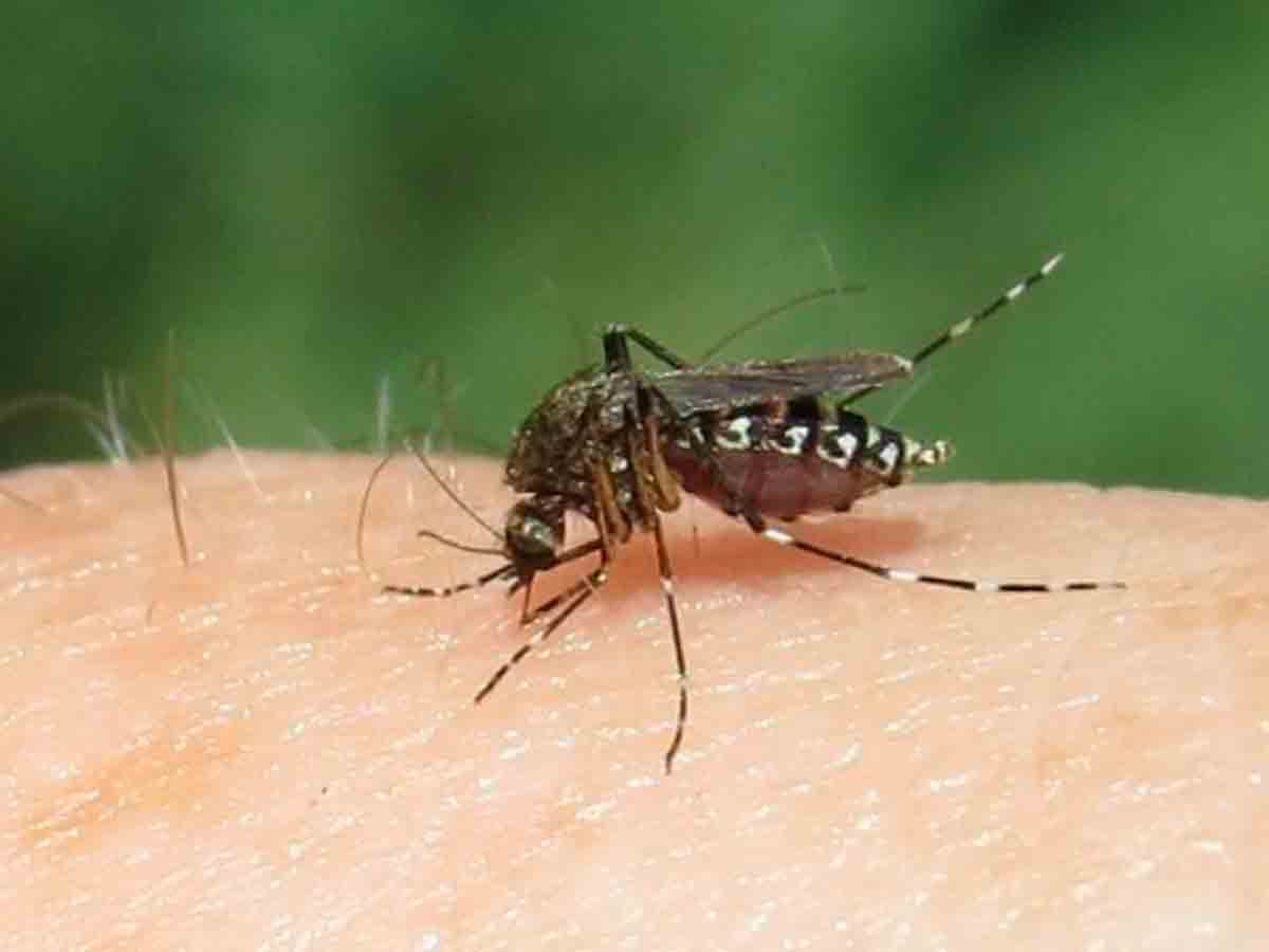 Mérida: Atrapada entre los mosquitos y la omisión municipal