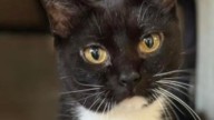 Suspende DABA adopciones de gatos durante octubre
