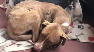 Injured Stray Dog In Missouri Shows Up On Family’s Porch Hoping Someone Will Help