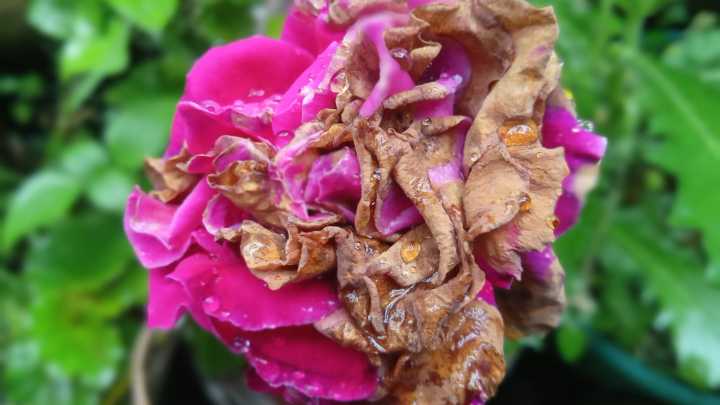What Gray Mold On Flowers Really Means (And How To Fix It)