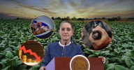 México enfrentaría grandes pérdidas de ingresos por los nuevos impuestos de Sheinbaum a los cigarros, pues podría impulsar nuevamente el mercado ilegal del tabaco, según advierten expertos de la indus