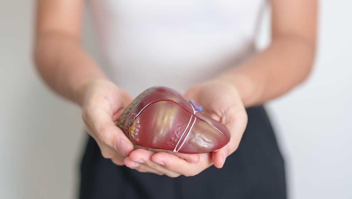 Excessive Alcohol Use Can Stop Liver Regeneration, Even After Going Sober