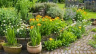 All Of The Benefits Of Planting Rosemary In Your Garden