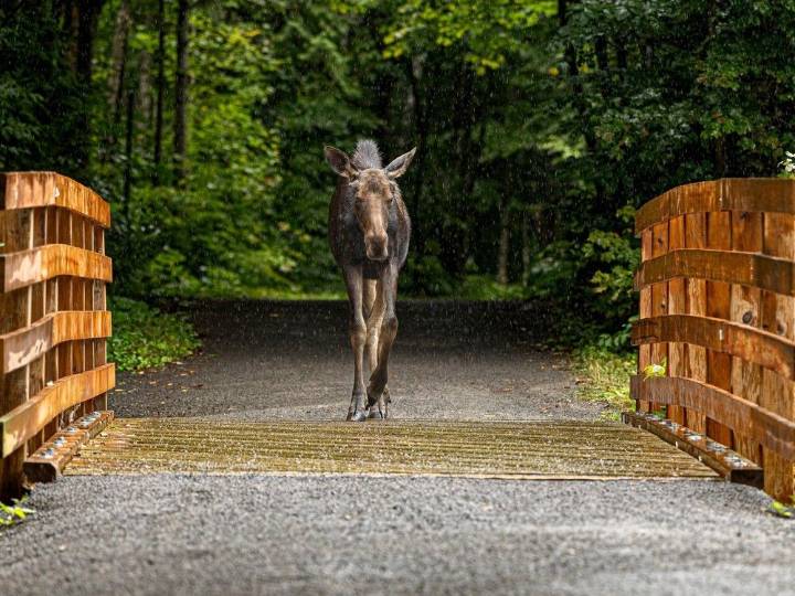 Opinion: The tragic case of the Morin Heights moose