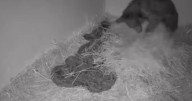Abrazos para Mina, venderán peluches para apoyar recuperación de la osita rescatada