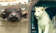 Más de 3 mil animales en riesgo por propuesta de cierre de zoológicos: advierten consecuencias negativas