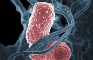 Bacterias superresistentes en hospitales colombianos