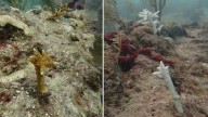 We witnessed how 2 coral species became functionally extinct off Florida