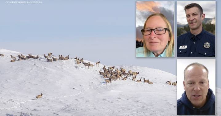 After a harsh winter decimated elk herds in NW Colorado, there is now cautious optimism about their recovery