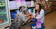 Bundle x Joy Expands into PetSmart, Bringing Allergy-Friendly, Gut-Healthy Dog Nutrition to Over 500 Stores Nationwide