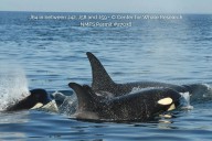 New J pod orca calf spotted in B.C. waters looking 'well integrated': researchers