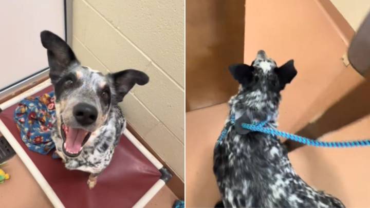 Dog’s Smile Fades As He Realizes He’s Going Back To The Washington Shelter After A Perfect Day