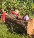Elderly woman laments cutting of peepal tree she planted 25 years ago; video goes viral