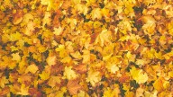 Victoria annual leaf collection to resume Tuesday