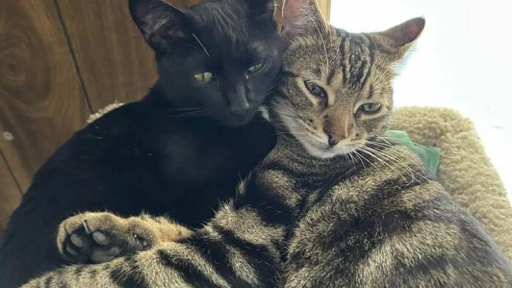 Un divorciado pagará la manutención de dos gatos hasta 10 años después de la separación