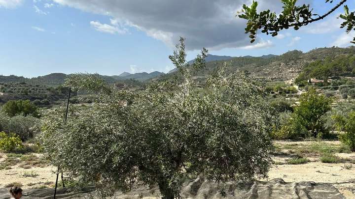 La dana Alice salva la campaña de hortalizas de la Vega Baja (Alicante)