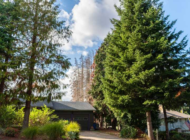 Hotter, drier Pacific Northwest summers are killing native trees