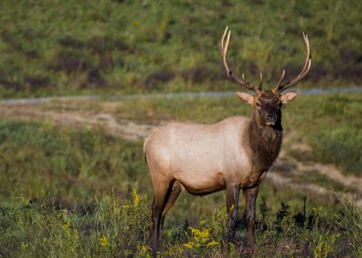 PA Rep. looks to celebrate designate Nov. 3 as 'Pennsylvania Elk Hunt Day'