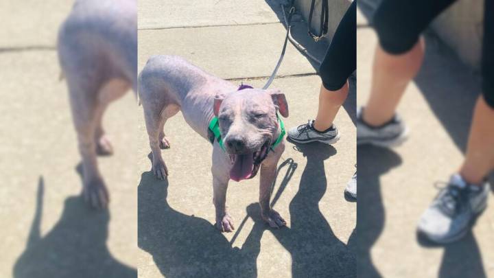 Dog Dumped In Terrible Shape Shocks Illinois Rescuers With A Remarkable Transformation
