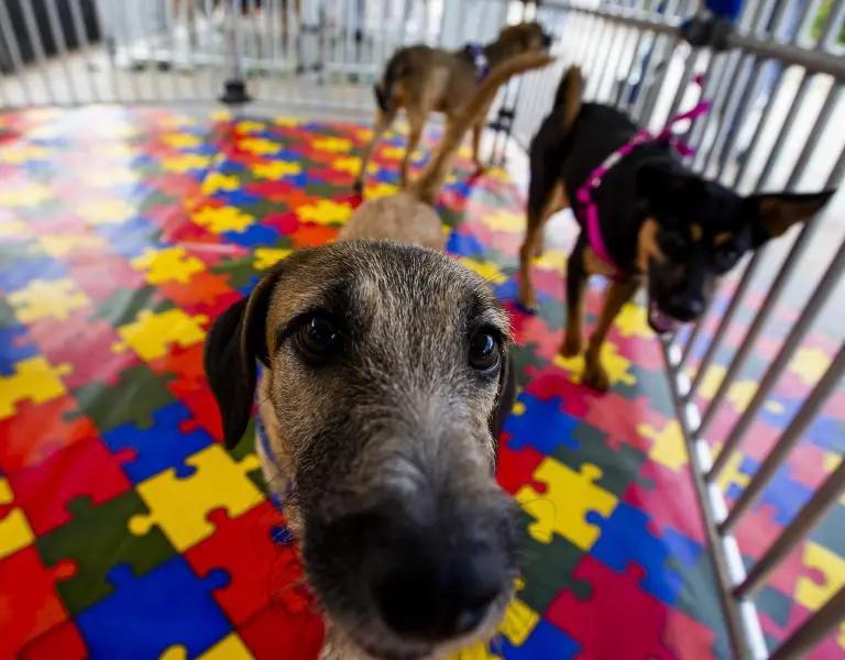 Aprobada la “Ley Empatía”: colegios en Colombia deberán enseñar sobre protección animal