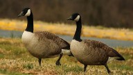 Canada Geese Return Home Just to Shit All Over It