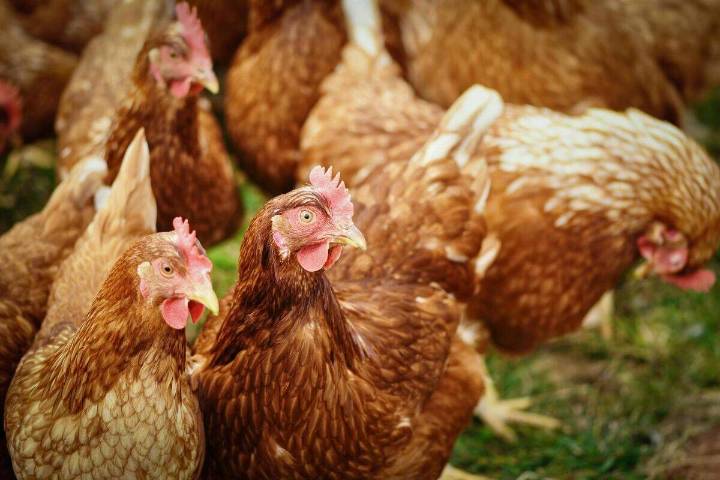 Aragón refuerza la vigilancia en sus granjas avícolas tras el brote de gripe aviar en Gallocanta