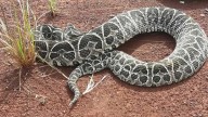 Aumentan en Misiones las picaduras de alacranes y mordeduras de serpientes