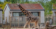 The Chester Zoo jobs currently available including for someone to look after the giraffes