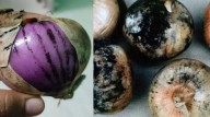 What Is The Black Layer On Your Onions? Know If It Is Safe To Consume