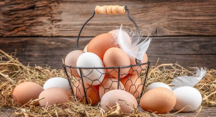 El Día Mundial del Huevo se celebra cada segundo viernes de octubre: beneficios y versatilidad en la cocina