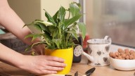 The Most Common Reason A Peace Lily Isn't Growing White Flowers (And What To Do)