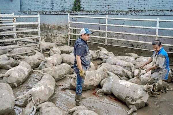Devastan las lluvias 15 mil hectáreas agrícolas