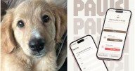 Pawsi: la app creada en Salta que ayuda a reunir mascotas perdidas con sus dueños