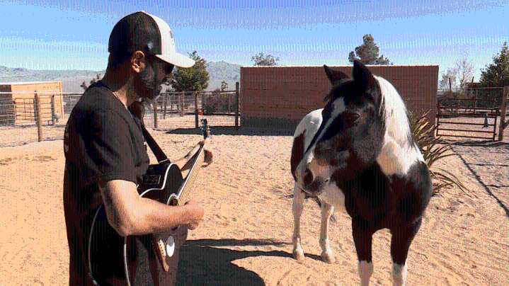 Las Vegas veteran finds healing at horse rescue ranch