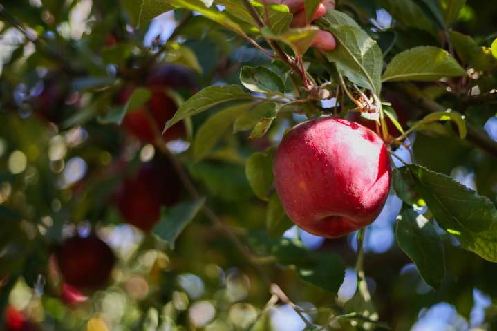 Here are the 3 best apple orchards in Oregon, according to our readers