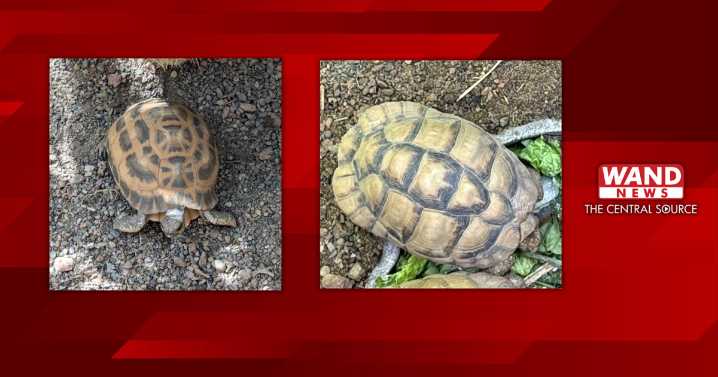 2 Endangered tortoises stolen from Indianapolis Zoo, police seek public's help in search