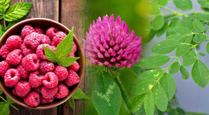 Moringa, trébol y frambuesa: 3 plantas que podrían ayudar a la fertilidad