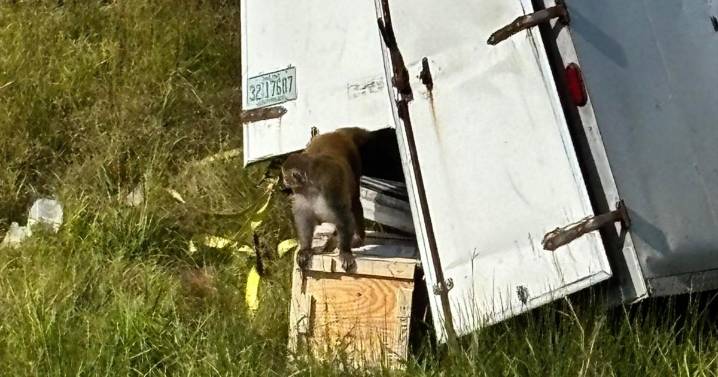 Monkeys escaped after crash in south Mississippi; all but 1 ‘destroyed’