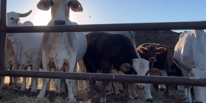 Importing Argentine beef may not help consumers
