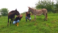 El Rebuzno Feliz: el refugio que da segundas oportunidades a burros y mulas