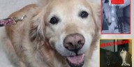 Tras plantón y recuperación de Samantha, la golden retriever maltratada por su dueño en Bogotá: también se llevaron dos gatos que estaban en el apartamento
