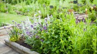 Lavender Vs Rosemary: Which Easy-To-Grow Herb Is Best For Your Garden?