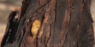 Arborist warns Las Vegas Valley residents to check for ‘zombie trees’