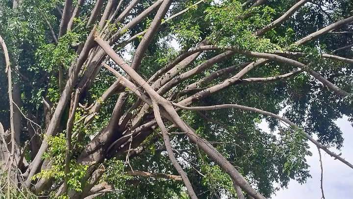 Cuautla: Árboles gigantes amenazan viviendas y parque en la colonia 3 de Mayo