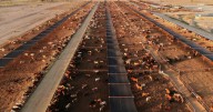 Ag groups react to beef import proposal