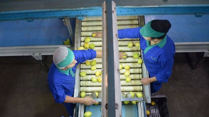 Para arriba: el complejo citrícola argentino incrementó 21% sus exportaciones