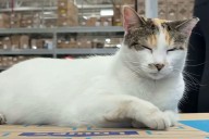 Francine the Cat, Who Lived at Virginia Lowe's for 8 Years, Goes Missing